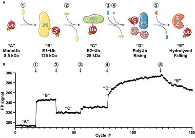 A High-Throughput Assay for Monitoring Ubiquitination in Real Time